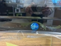 Микровълнова фурна за вграждане Bosch BFL7221B1, 21 л, 900 W, Хидролитично самопочистване, 20 функци, снимка 1