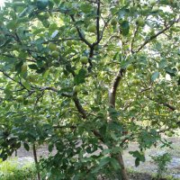 Ябълков оцет -домашен,натурален,отлежал,реколта 2023г., снимка 7 - Домашни продукти - 23022619
