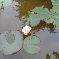 Водни лилии , снимка 7 - Градински цветя и растения - 40178587