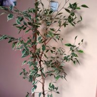 Цвете фикус-бенджамин -нови снимки, снимка 2 - Градински цветя и растения - 21457870