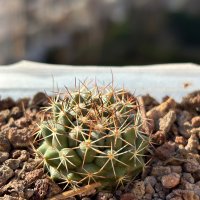 Кактуси Mammillaria Papasquiarensis, снимка 5 - Градински цветя и растения - 44320335