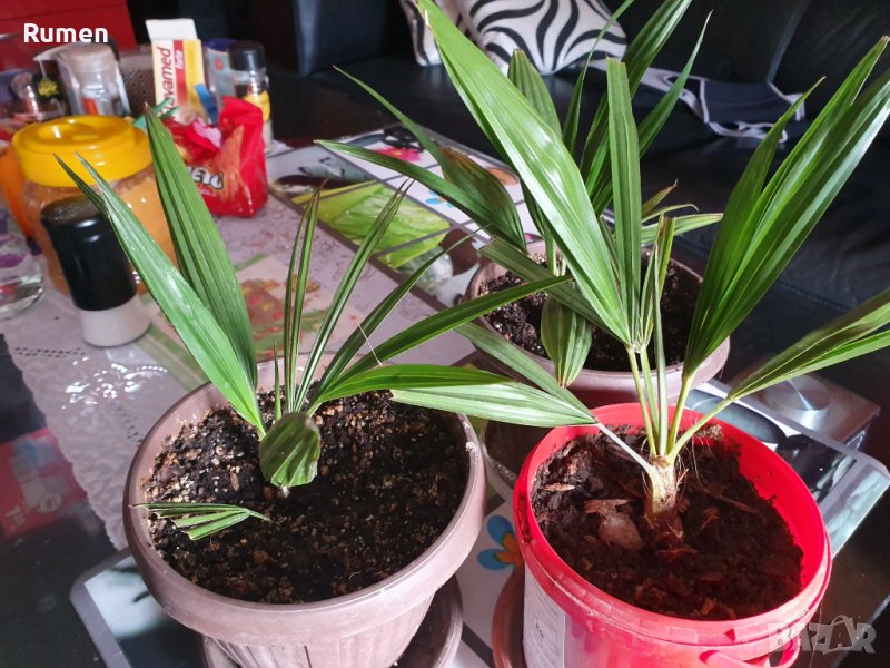 Предлагам малки студоустоичиви палми Трахикаптус - 10 лв, снимка 1