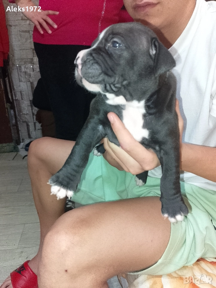 Американски Стаф Фуршиски Териер , снимка 1