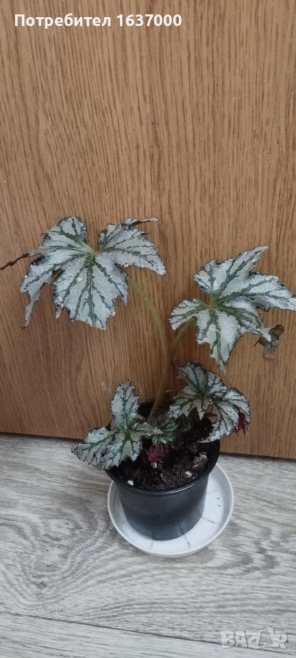 Бегония Maia , снимка 1