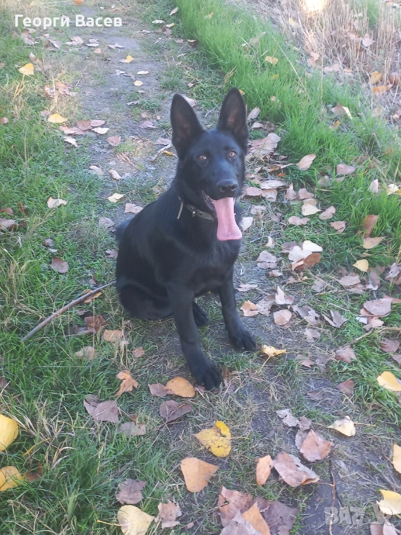 Немска овчарка-работна, снимка 1