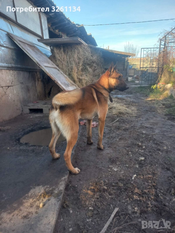 Малиноа, снимка 1