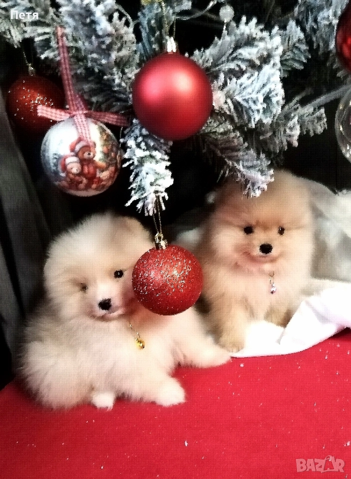 продавам померанчета, снимка 1