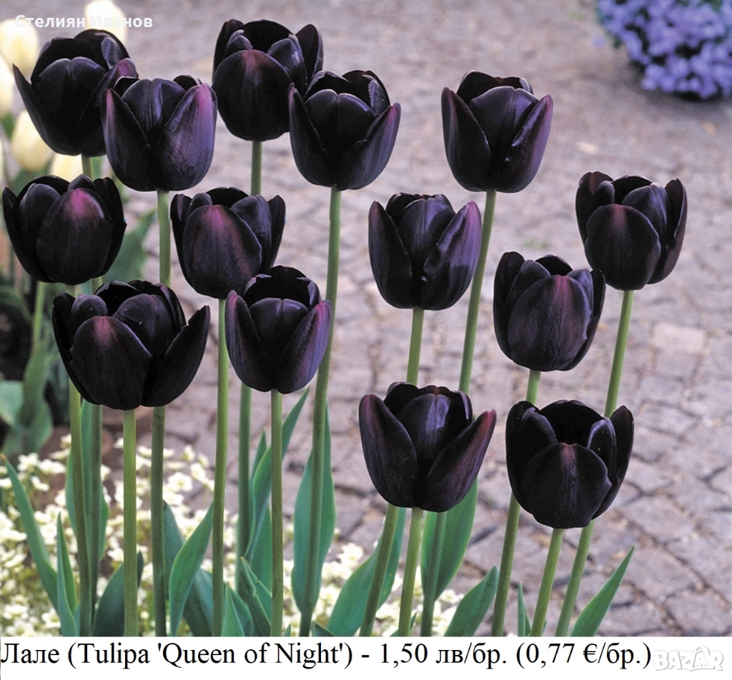 Черно лале (Tulipa 'Queen of Night') – луковици, снимка 1