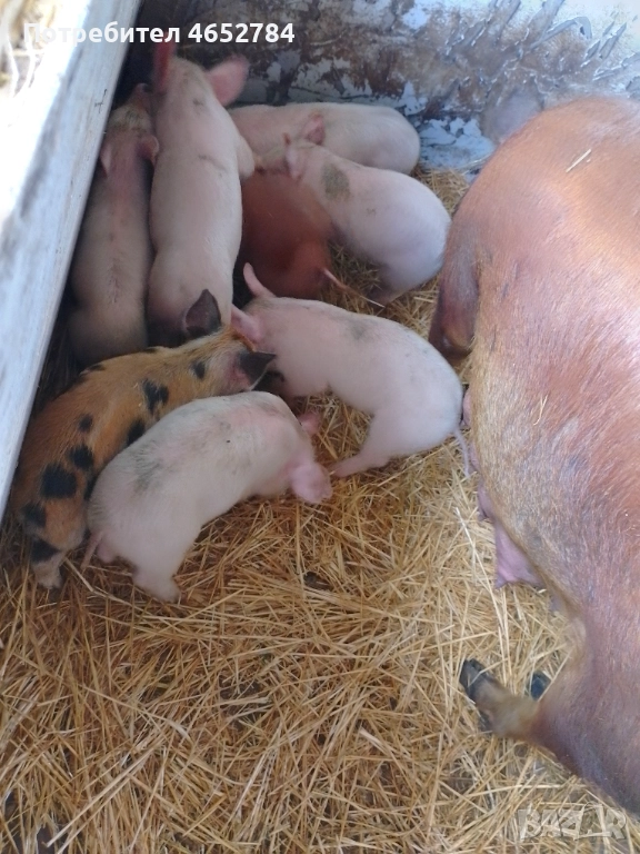 Малки прасенца на 40 дни, снимка 1