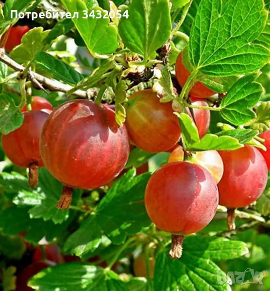 Цариградско грозде, снимка 1