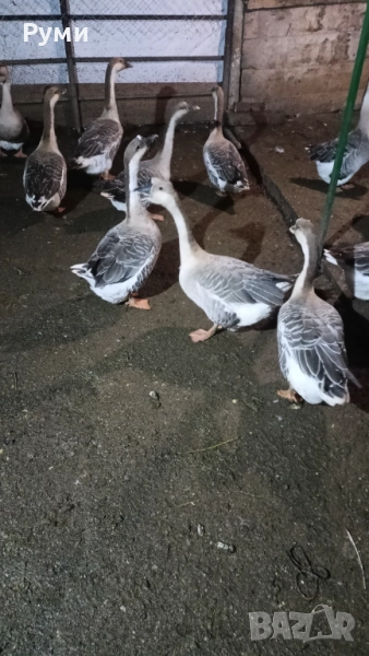 Продавам лебедови гъски, снимка 1