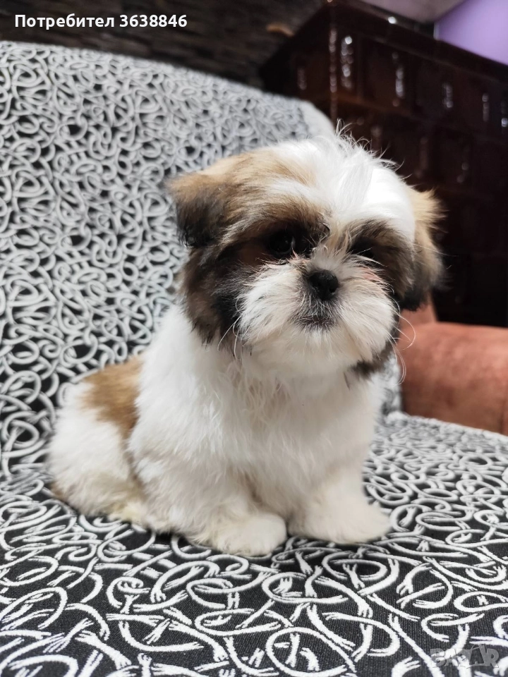 Ши тцу, снимка 1