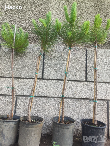 Pinus Pinea (средиземноморски бор), снимка 1
