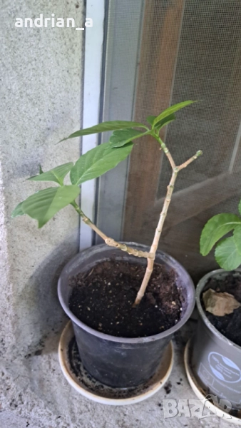 Табернемонтана (Tabernaemontana), снимка 1