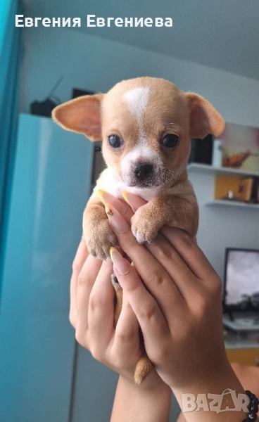 Чихуахуа. Едно много игриво ,жизнено и любвеобвилно момченце., снимка 1