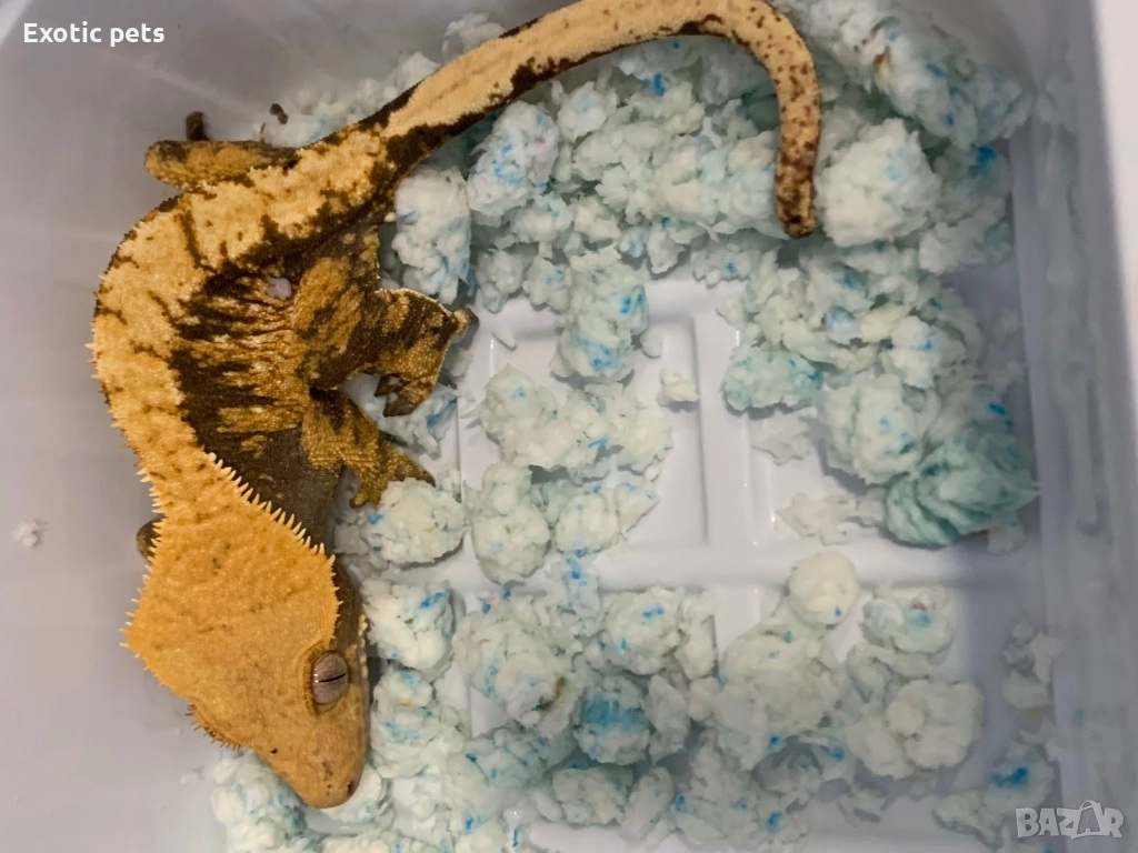 Ресничест гекон, бананояден гекон, Rhacodactylus ciliatus, , снимка 1