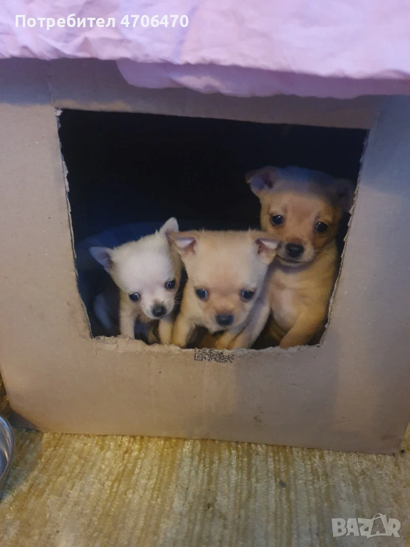 МИНИ ЧИХУА, снимка 1