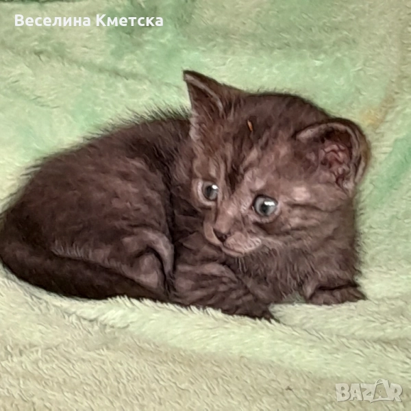 продавам котенца , снимка 1