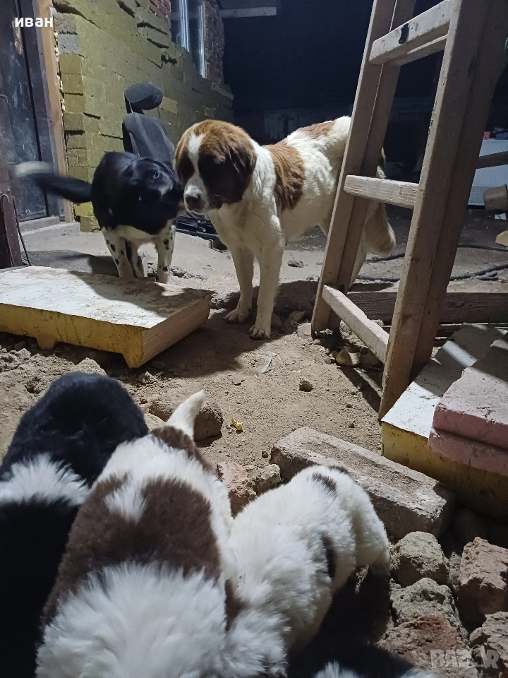 бок каракачанки, снимка 1