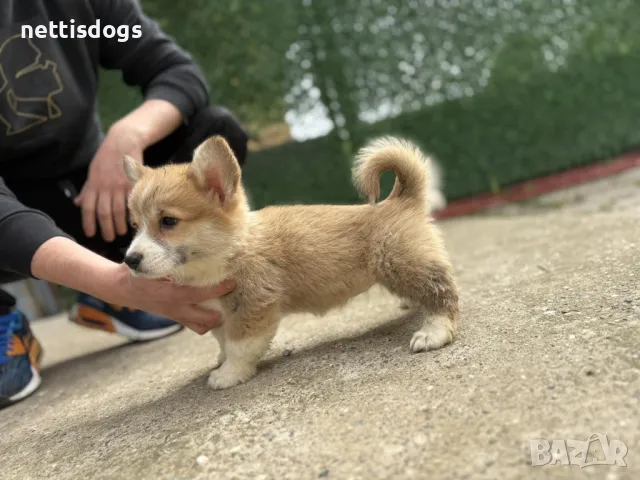 Сладки Уелски Коргита Пембрук - внос, снимка 5 - Други - 36192430