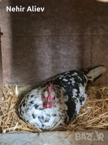 Продавам декоративни кокошки, снимка 4 - други­ - 54054580