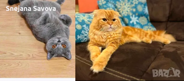 женско шотландско клепоухо коте с костенуркова шарка, снимка 5 - Британска късокосместа - 56139083