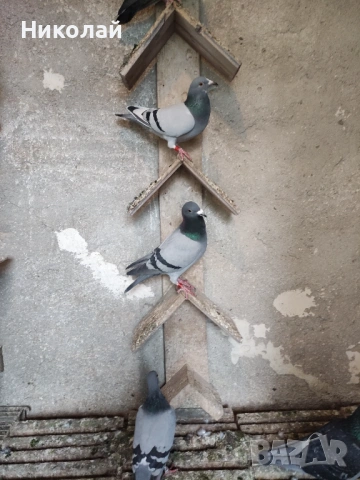 Спортни гълъби