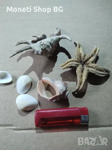 Океански дарове, снимка 3 - Други ценни предмети - 48922594