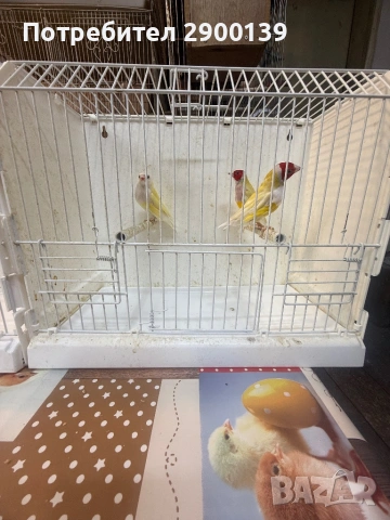 Гулдови, снимка 2 - Амадини - 54154856