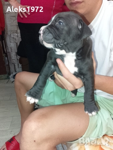 Американски Стаф Фуршиски Териер 