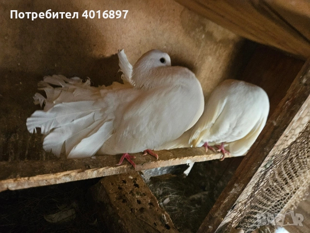 Двойки гълъби фенерлии и волшки