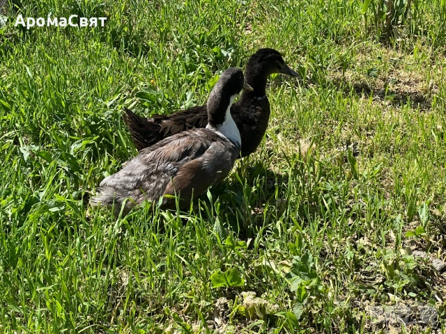 Патици, снимка 5 - Патици и гъски - 54330108