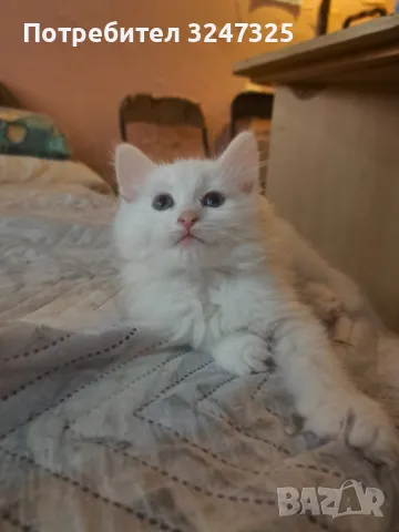 Екзотични СИБИРКИ, снимка 3 - Сибирски - 49030268