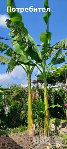 Бананови палми  , снимка 2 - Градински цветя и растения - 37825533
