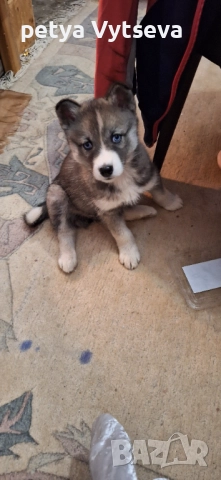 Продавам женско кученце, снимка 2 - Други - 52595781