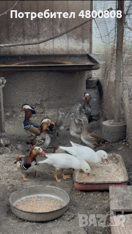 Мандаринки