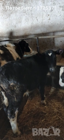 Продавам 8бр телета , снимка 6 - Крави - 53295775