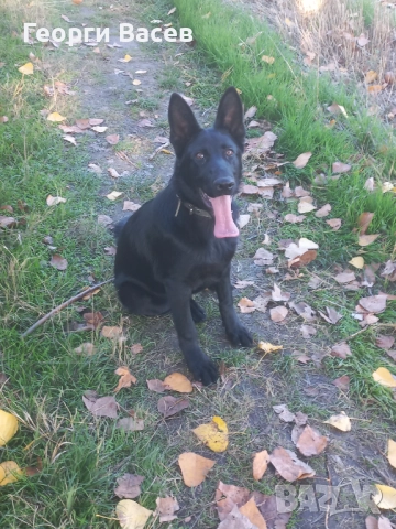 Немска овчарка-работна