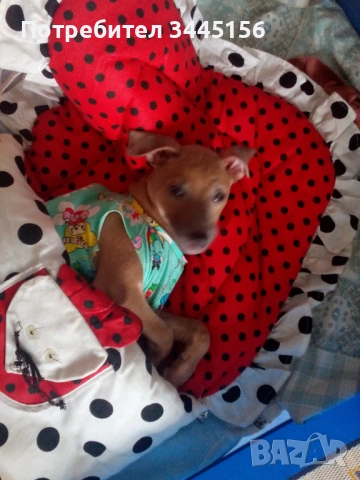 Левретка - Италианска хрътка, снимка 5 - Гонче - 53114867