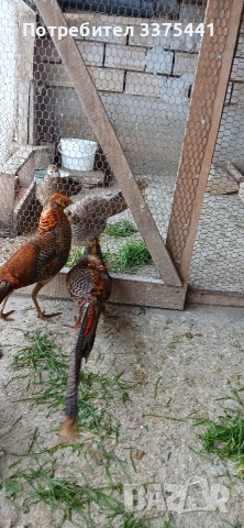 млади мъжки червено-златни фазани, снимка 5 - други­ - 53099190