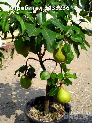 Овощни дръвчета Круша, снимка 6 - Градински цветя и растения - 53960645