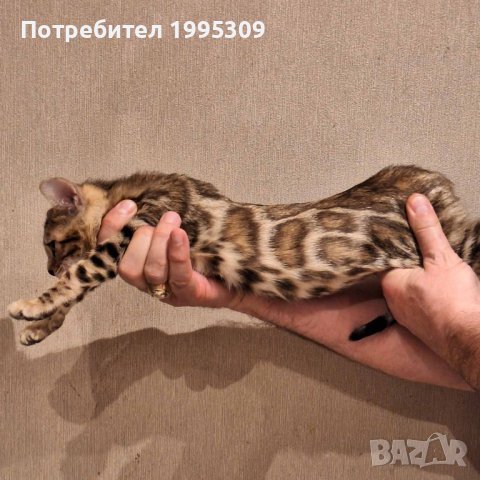 Бенгалска котка, снимка 12 - Бенгалски - 38098927