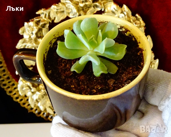 Сукулент Echeveria runionii Topsy Turvy в чаша . , снимка 4 - Стайни растения - 52674618