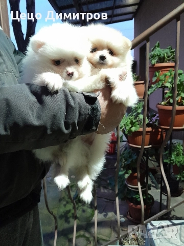 померанчета 