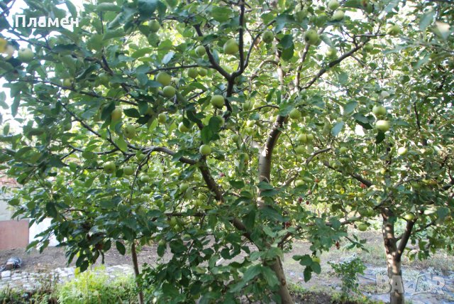 Ябълков оцет -домашен,натурален,отлежал,реколта 2023г., снимка 7 - Домашни продукти - 23022619