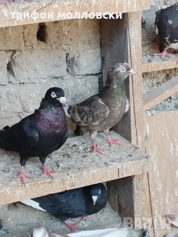 Гълъби на глас и въртене , снимка 16 - Гълъби - 51800997