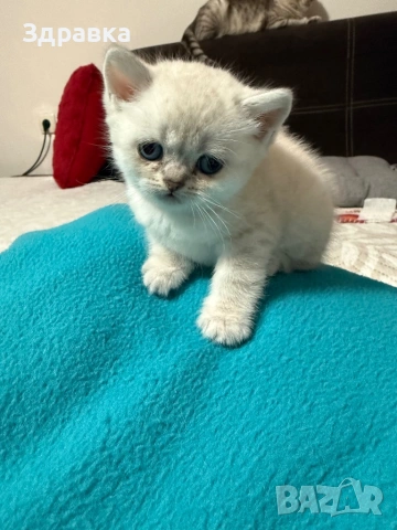  Колор пойнт бебета 