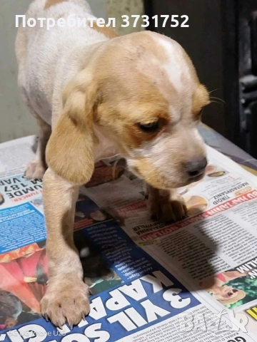 Кучета за трюфели, снимка 10 - Бретон шпаньол - 53282169