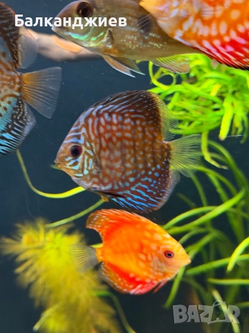 Продавам или разменям дискуси, снимка 6 - Рибки - 52693080