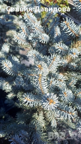 Сребрист смърч , снимка 5 - Градински цветя и растения - 52500093